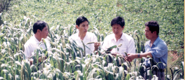 沁縣縣委常委農(nóng)委主任李愛忠、政府副縣長張俊芳在沁州黃開發(fā)中心基地檢查谷子生長情況